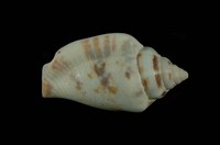 藏品(花瓶鳳凰螺)的圖片